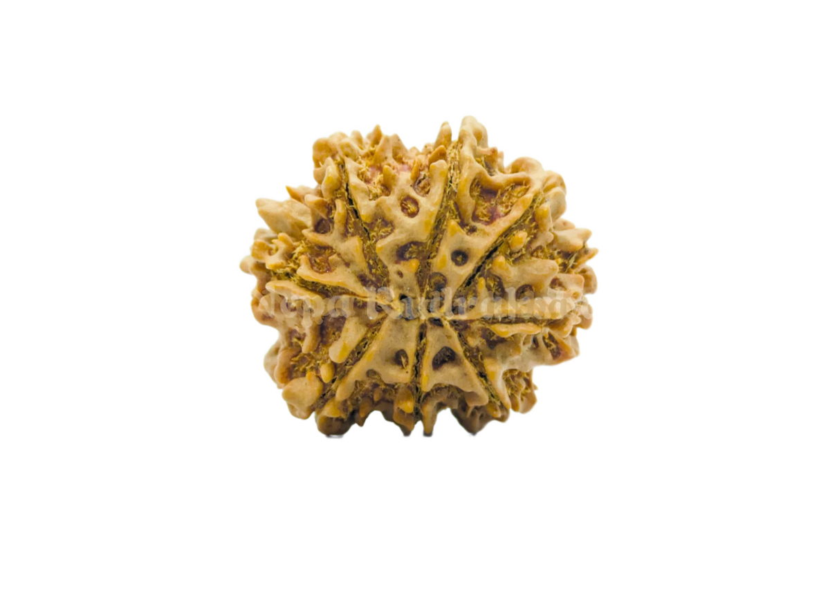 8 Mukhi (Collector) Rudraksha