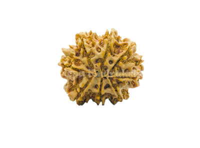 8 Mukhi (Collector) Rudraksha