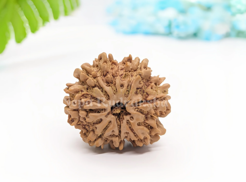 8 Mukhi (Collector) Rudraksha