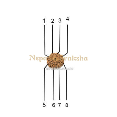 8 Mukhi (Collector) Rudraksha
