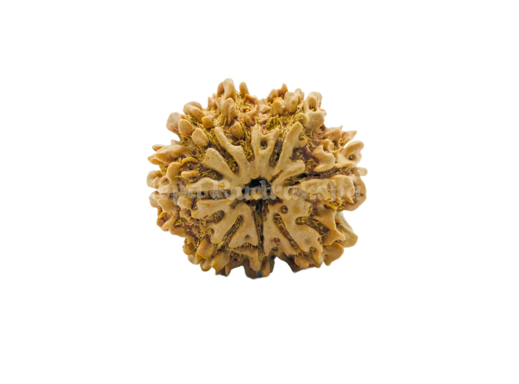 8 Mukhi (Collector) Rudraksha