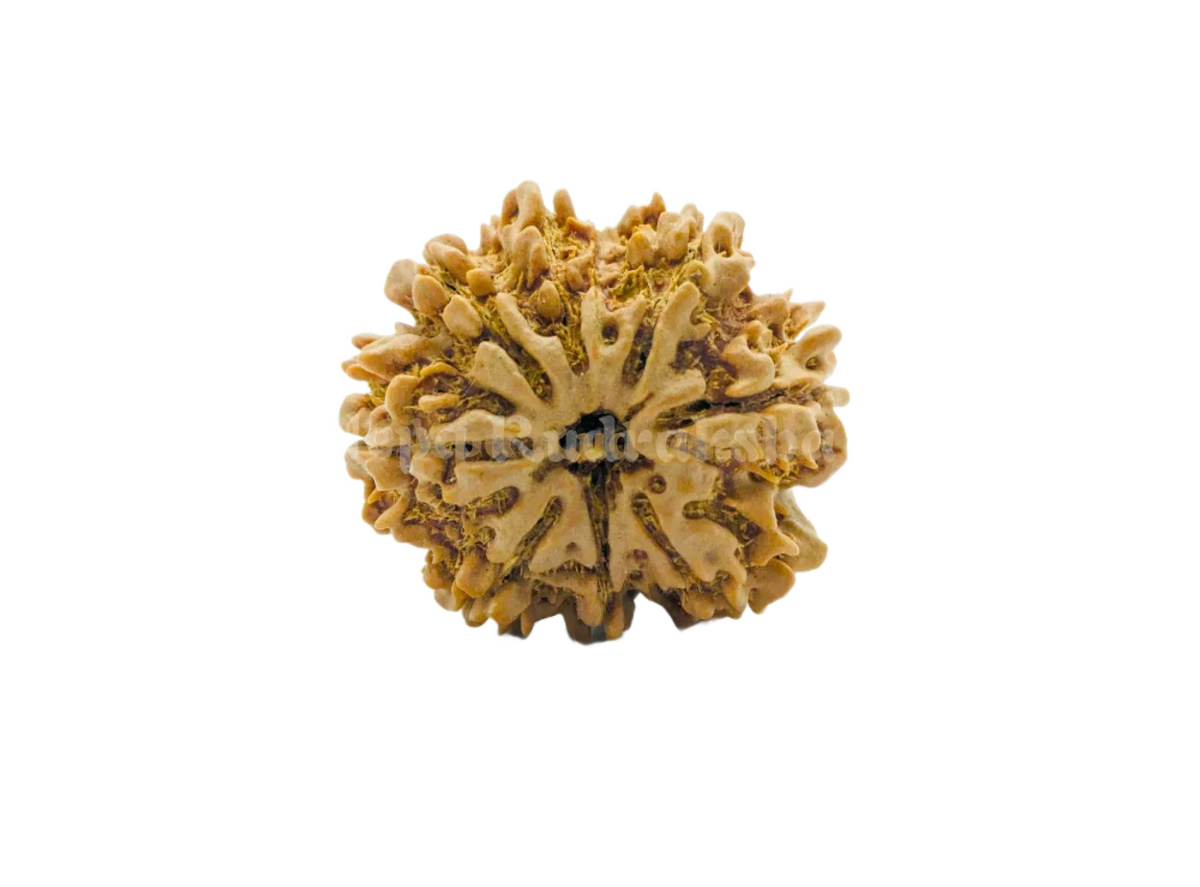 8 Mukhi (Collector) Rudraksha
