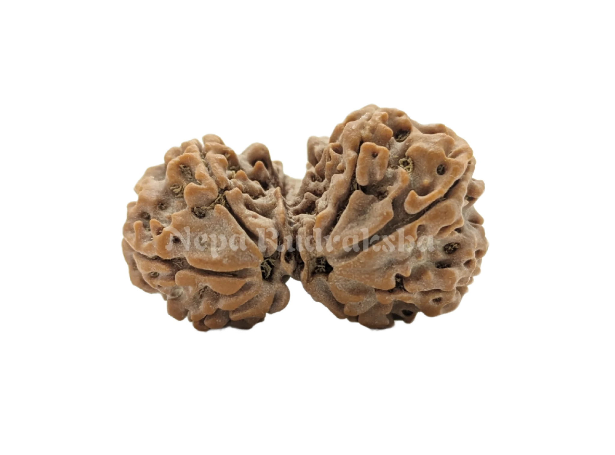 8 Mukhi ( Gauri Sankhar)