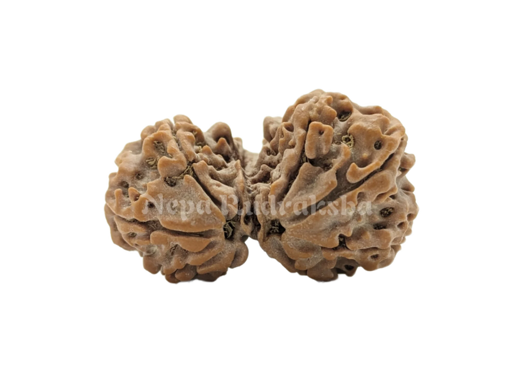 8 Mukhi (Gauri Sankhar)