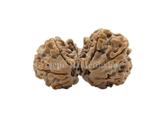 8 Mukhi ( Gauri Sankhar)