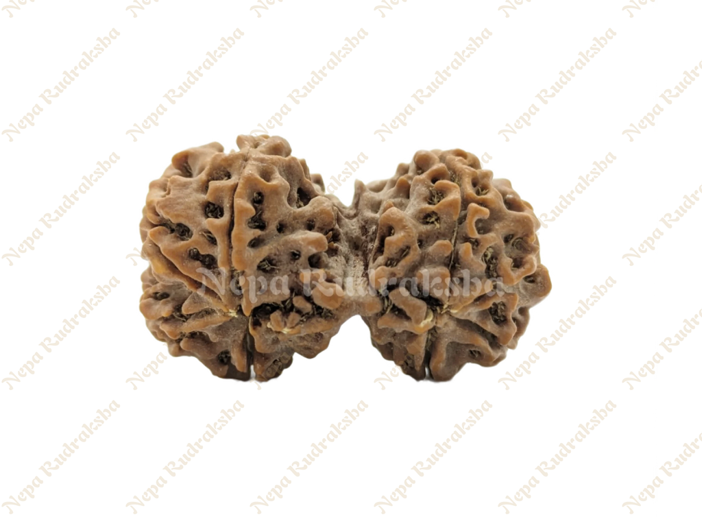 8 Mukhi (Gauri Sankhar)