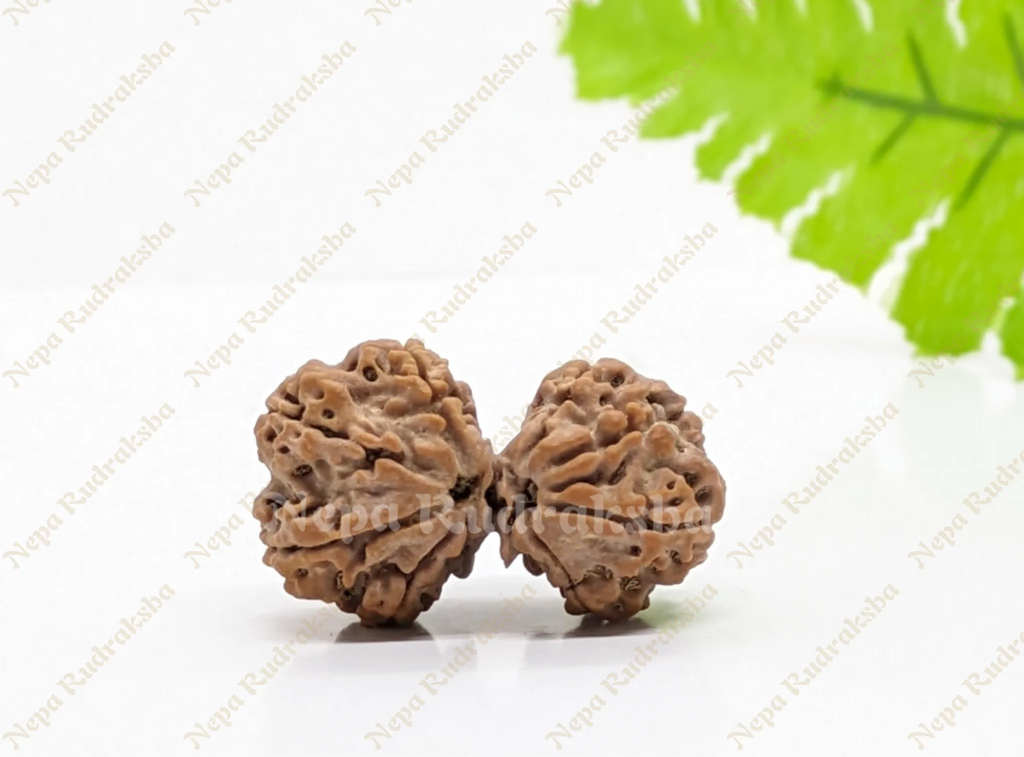 8 Mukhi (Gauri Sankhar)