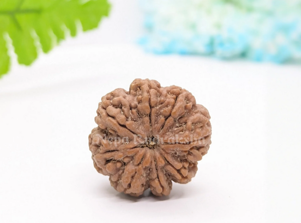 8 Mukhi (Medium) Rudraksha