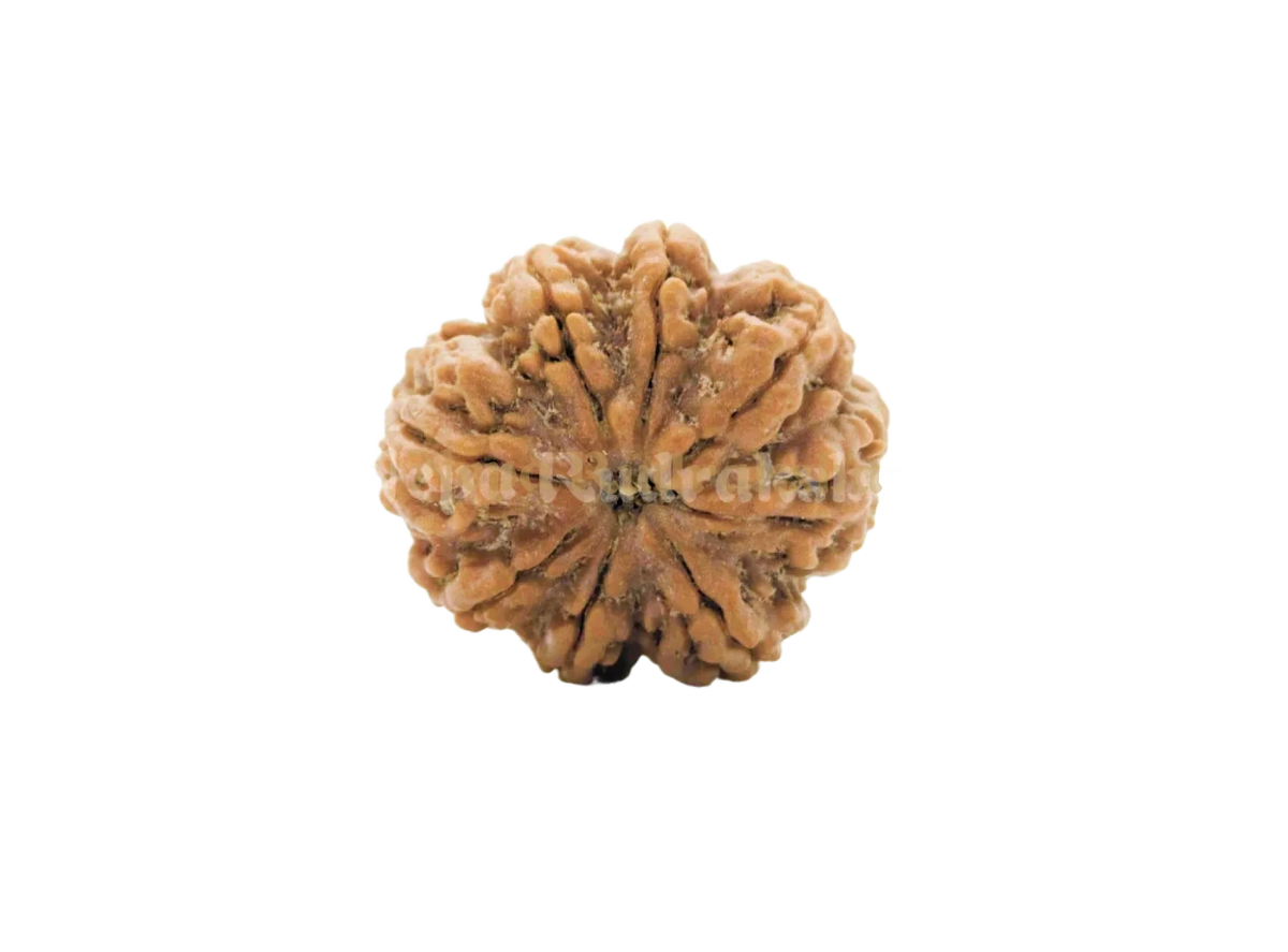 8 Mukhi (Medium) Rudraksha
