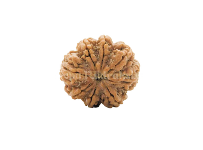 8 Mukhi (Medium) Rudraksha