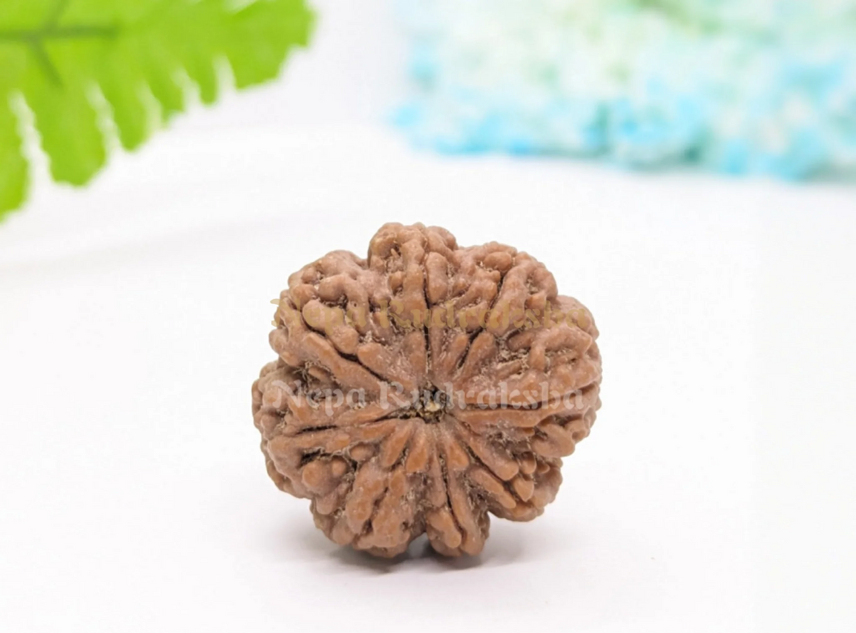 8 Mukhi (Medium) Rudraksha