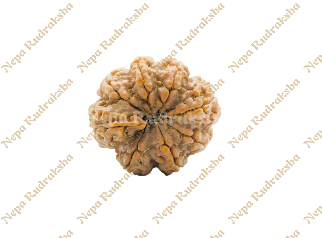 8 Mukhi (Medium) Rudraksha