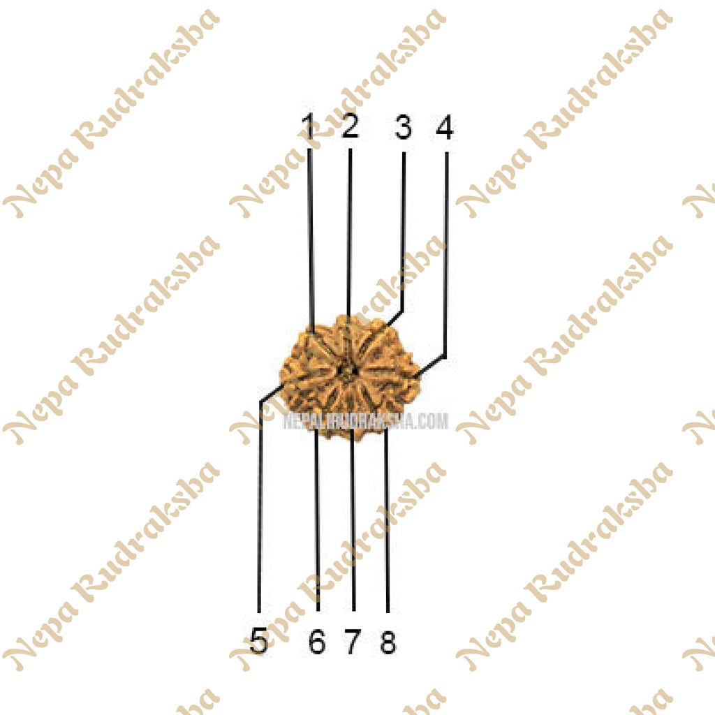 8 Mukhi (Medium) Rudraksha