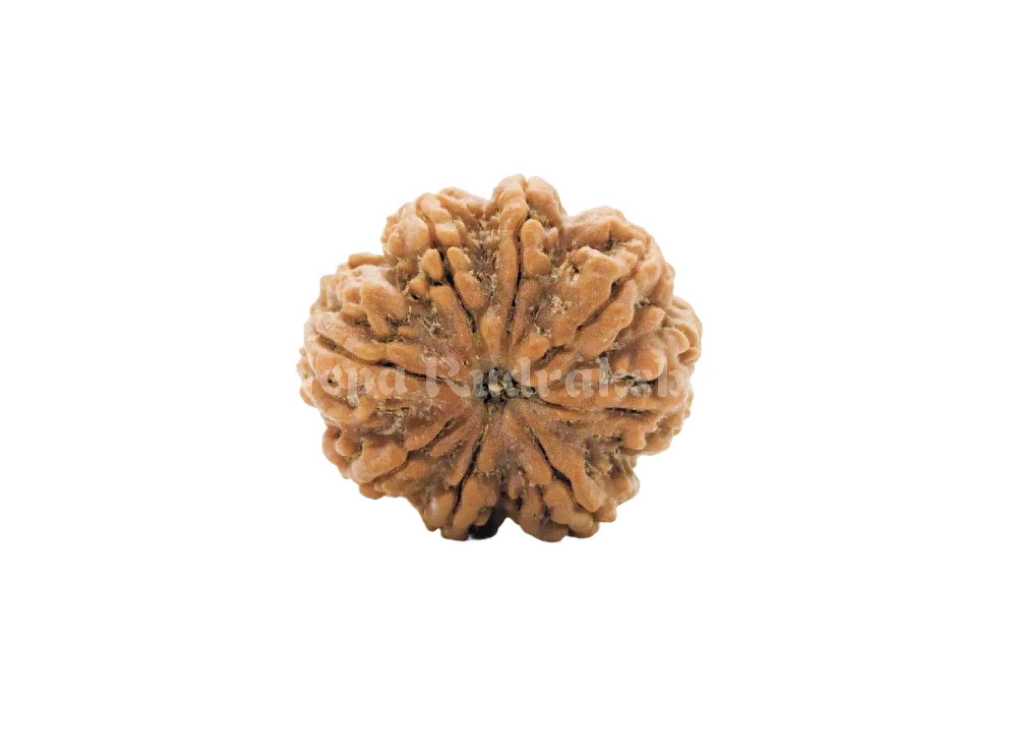 8 Mukhi (Medium) Rudraksha