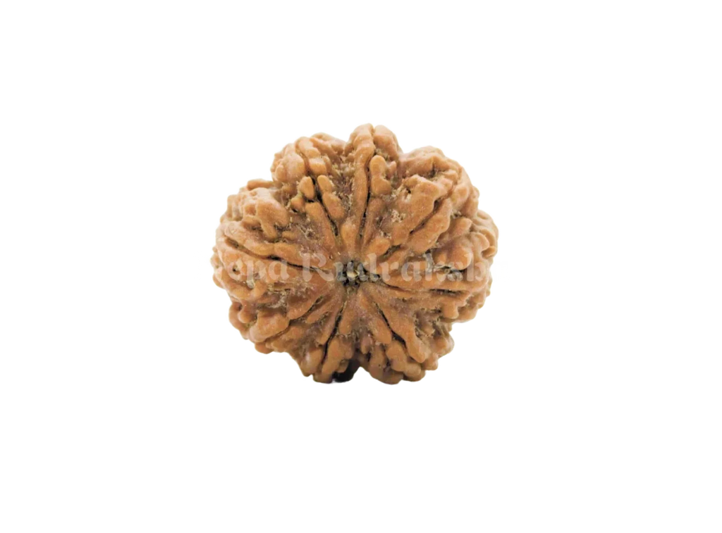 8 Mukhi (Medium) Rudraksha