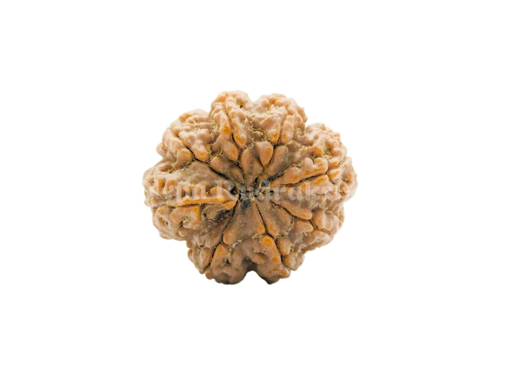 8 Mukhi (Medium) Rudraksha