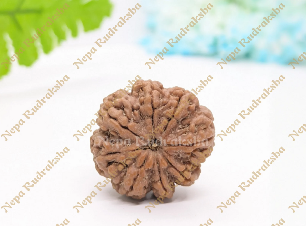 8 Mukhi (Medium) Rudraksha