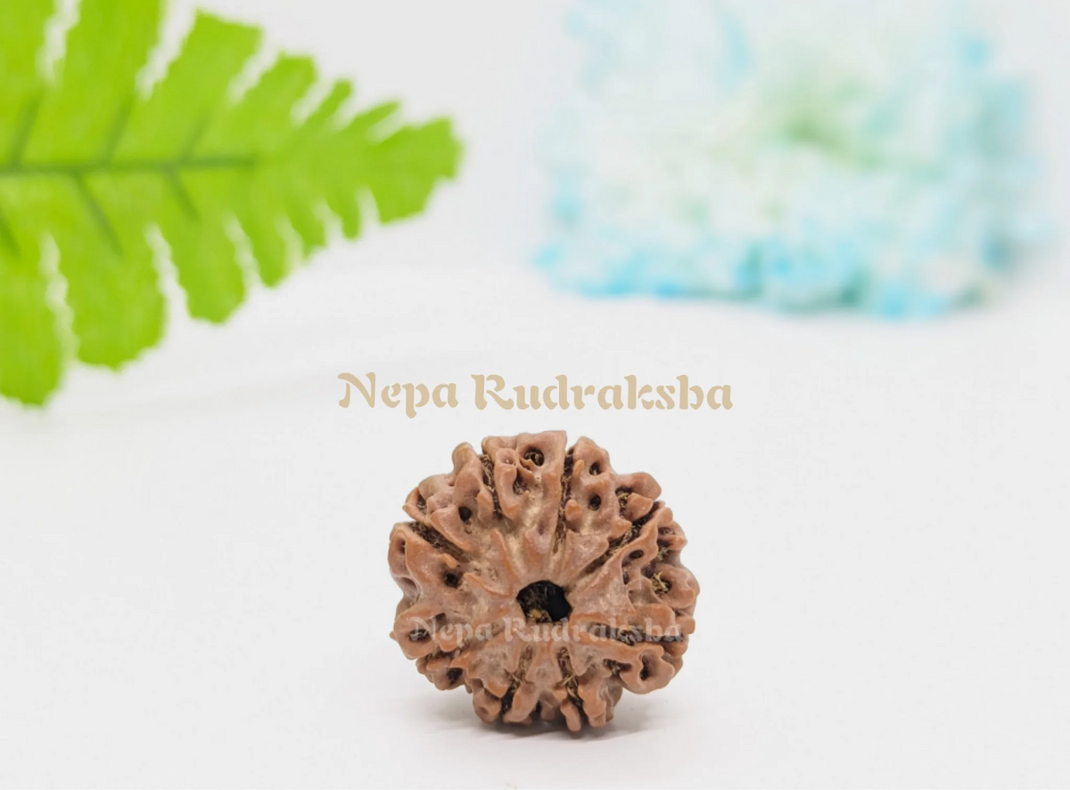 8 Mukhi (Regular) Rudraksha