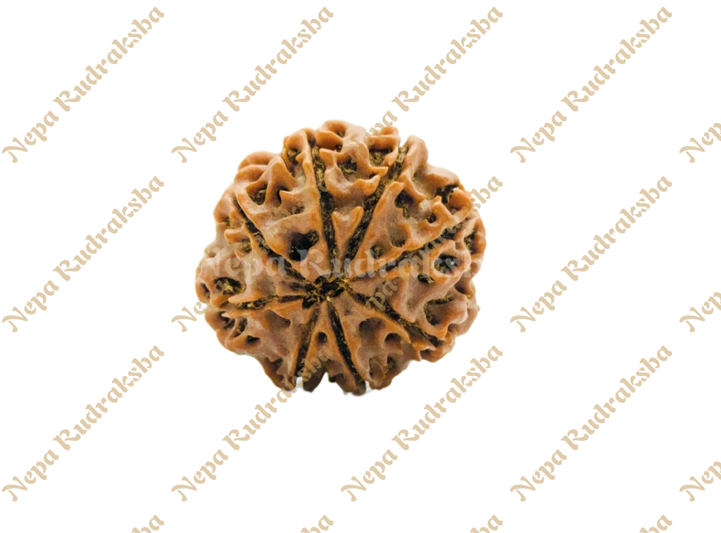 8 Mukhi (Regular) Rudraksha