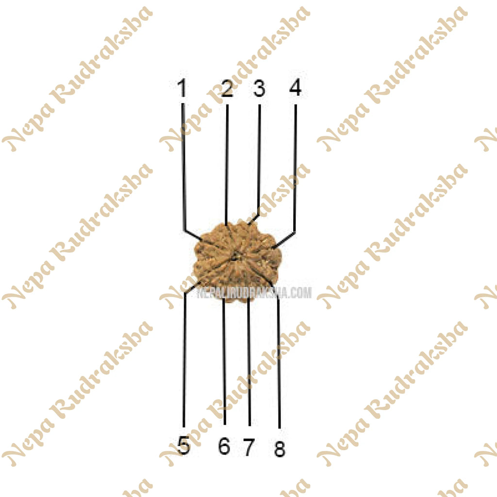 8 Mukhi (Regular) Rudraksha