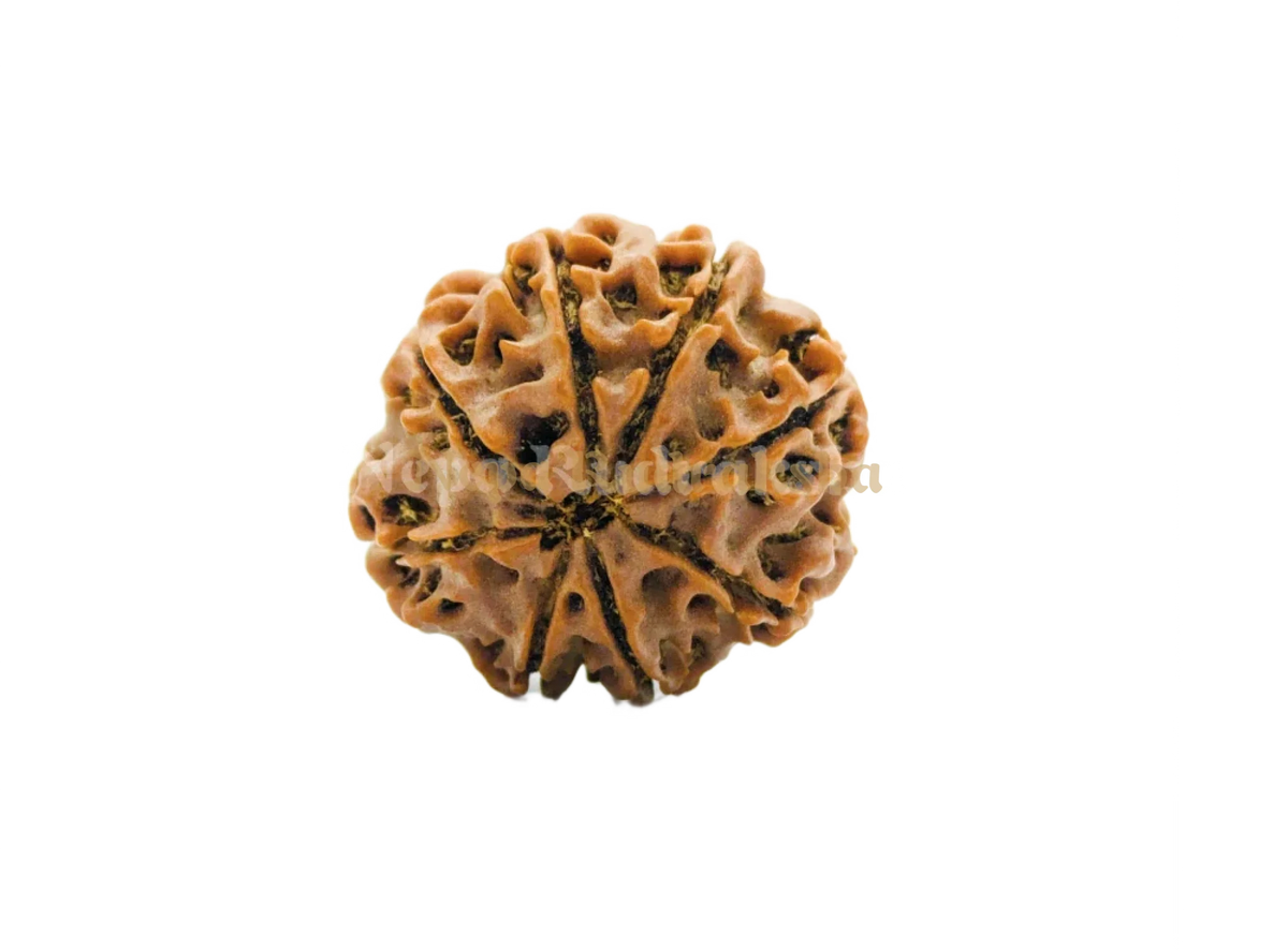 8 Mukhi (Regular) Rudraksha