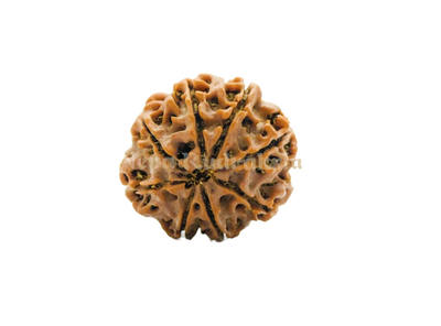 8 Mukhi (Regular) Rudraksha
