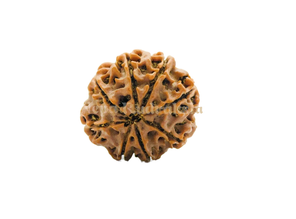 8 Mukhi (Regular) Rudraksha