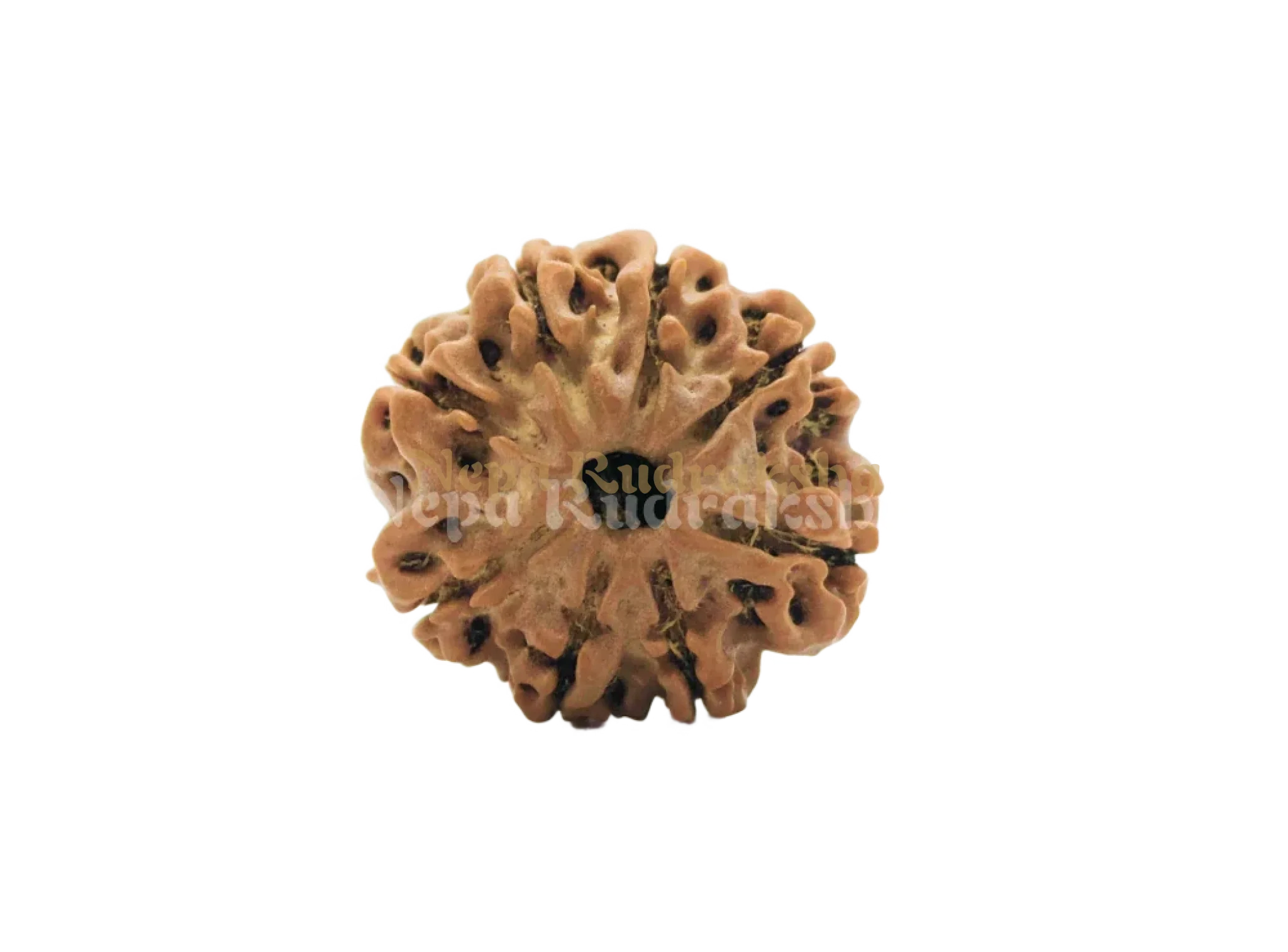 8 Mukhi (Regular) Rudraksha