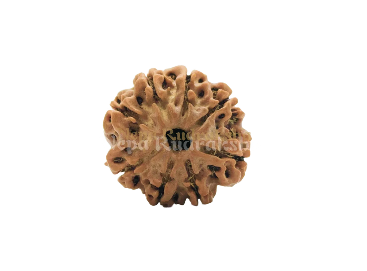 8 Mukhi (Regular) Rudraksha