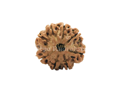 8 Mukhi (Regular) Rudraksha