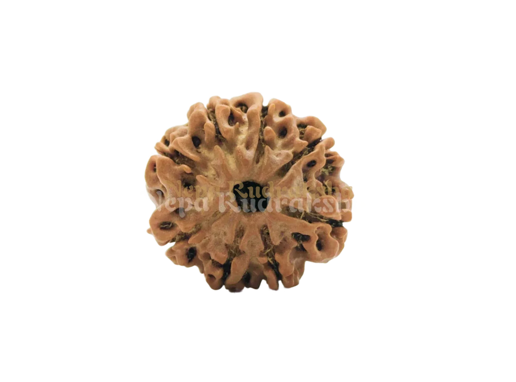 8 Mukhi (Regular) Rudraksha