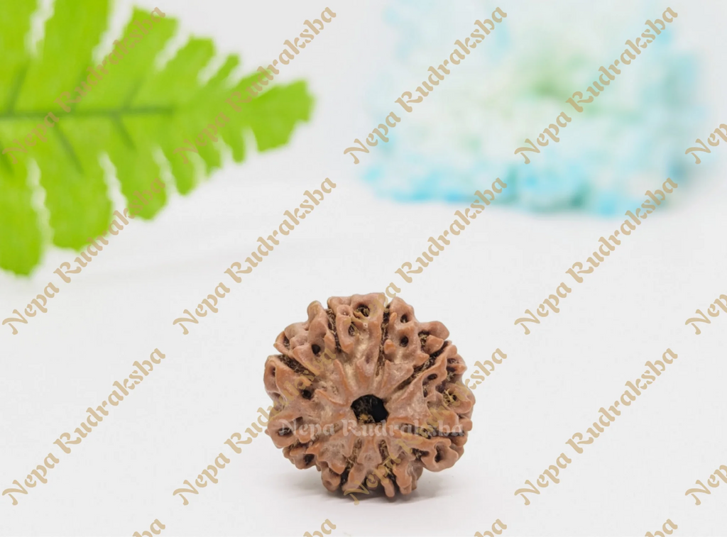 8 Mukhi (Regular) Rudraksha