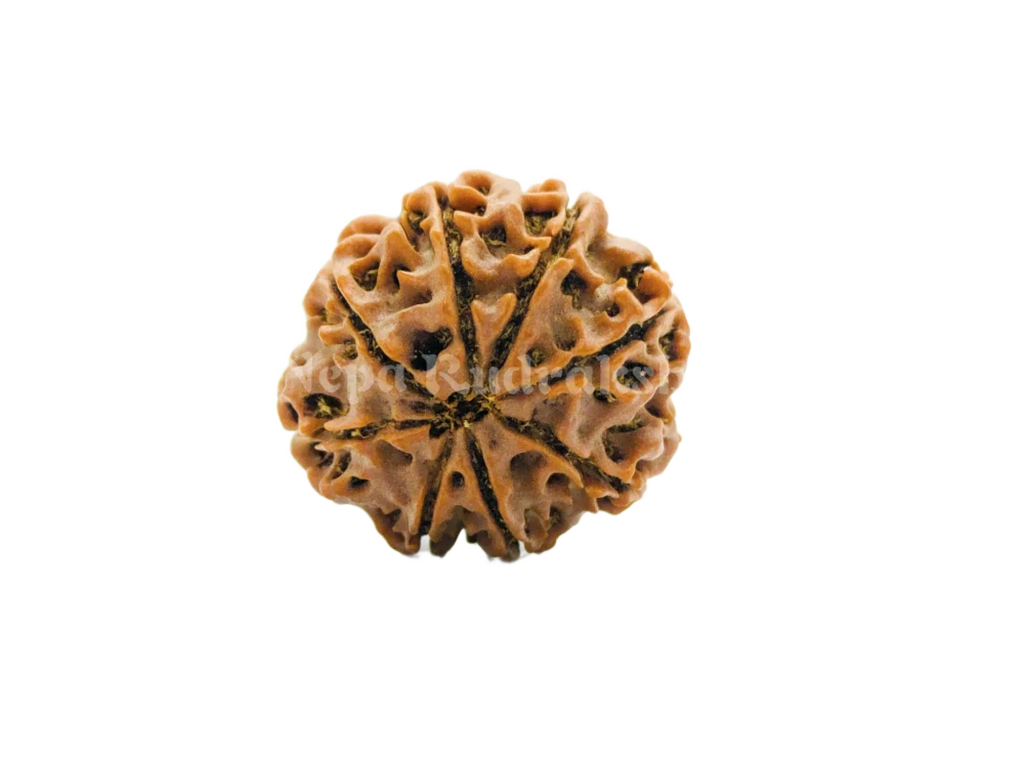 8 Mukhi (Regular) Rudraksha