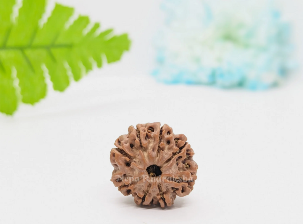 8 Mukhi (Regular) Rudraksha