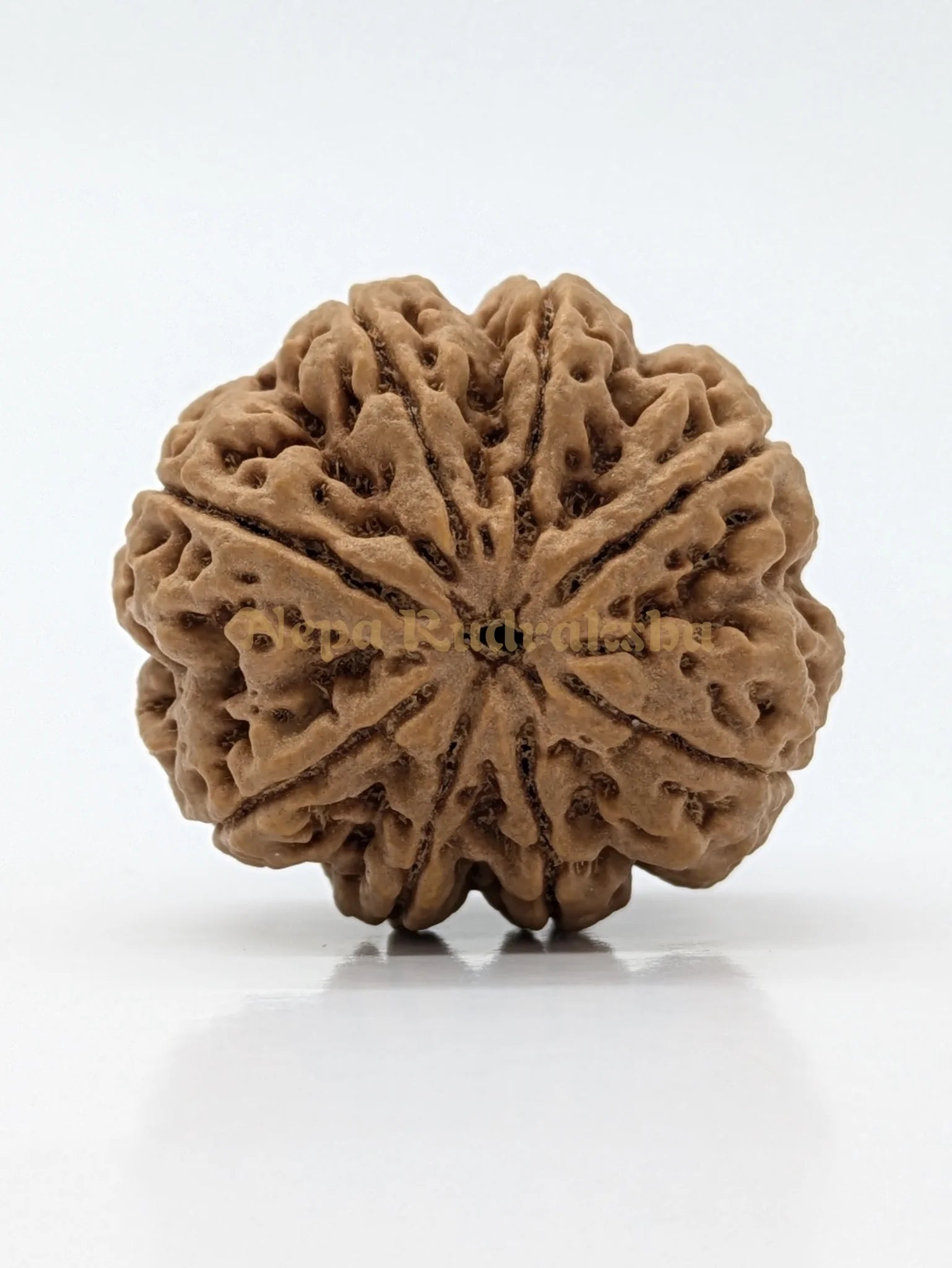 8 Mukhi (Super Collector) Rudraksha