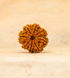8 Mukhi