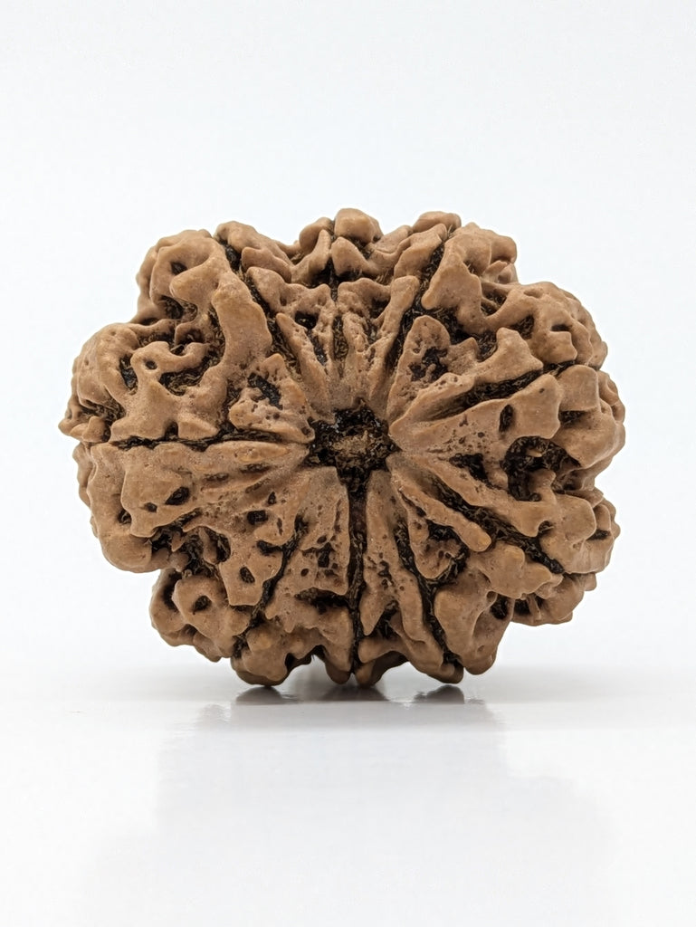 9 Mukhi (Super Collector) Rudraksha