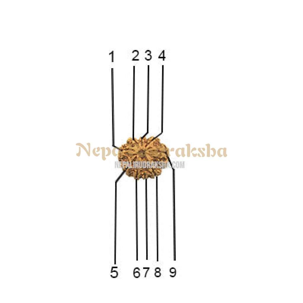 9 Mukhi (Collector) Rudraksha