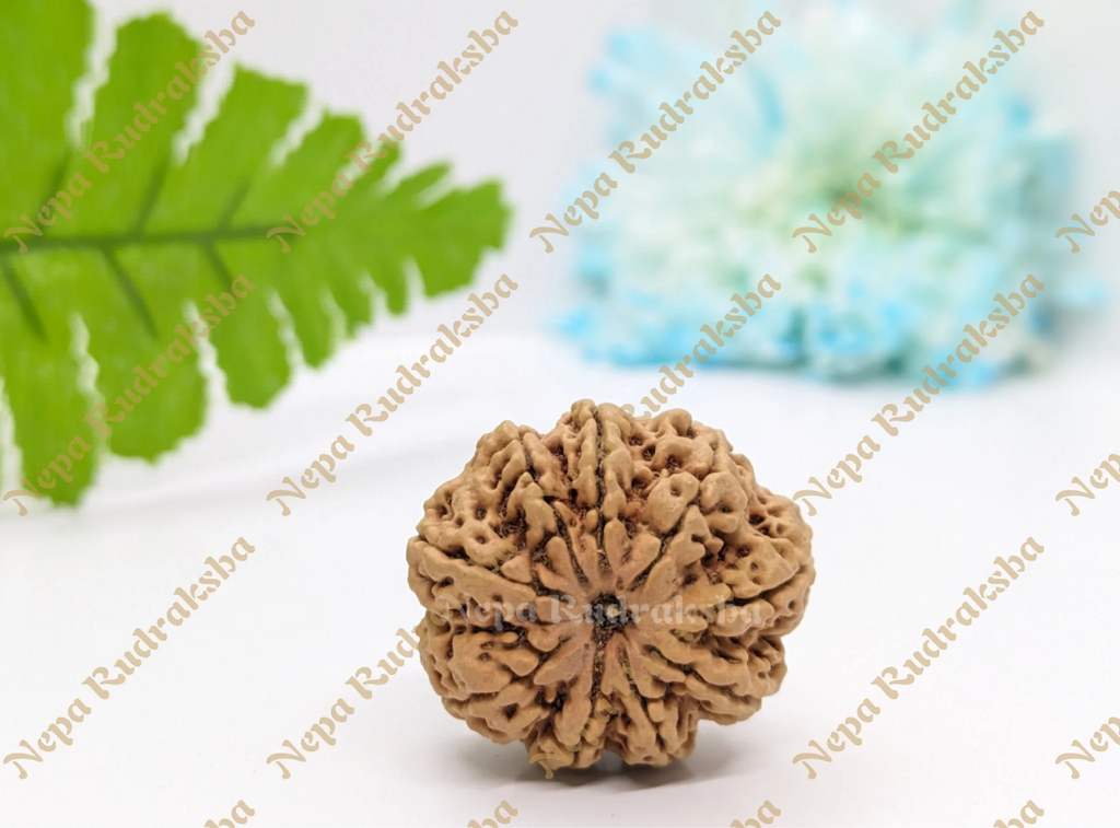 9 Mukhi (Collector) Rudraksha