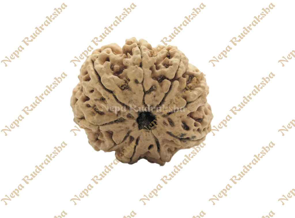 9 Mukhi (Collector) Rudraksha