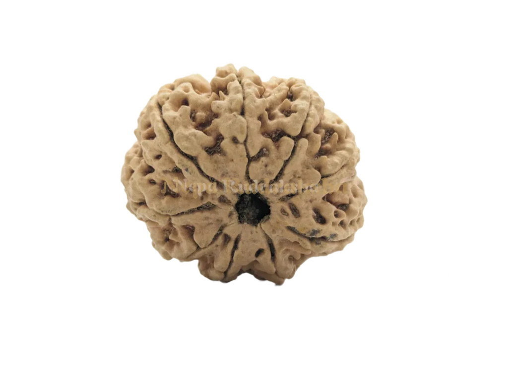 9 Mukhi (Collector) Rudraksha