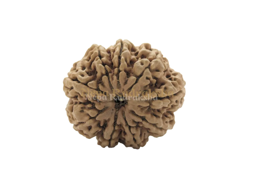 9 Mukhi (Collector) Rudraksha