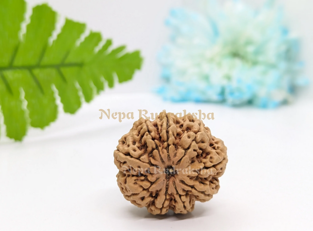 9 Mukhi (Collector) Rudraksha