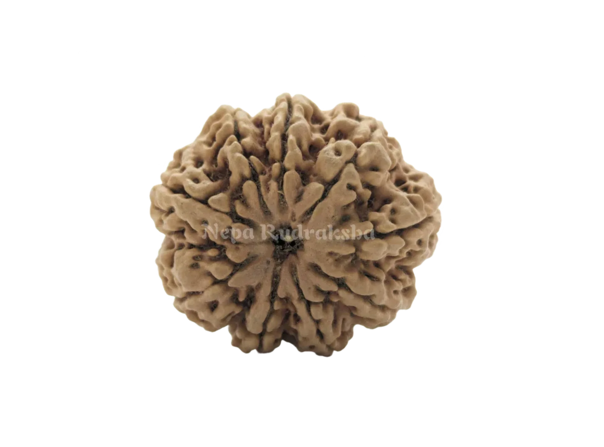 9 Mukhi (Collector) Rudraksha