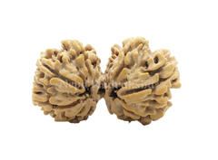 9 Mukhi ( 9 Gauri Sankhar)