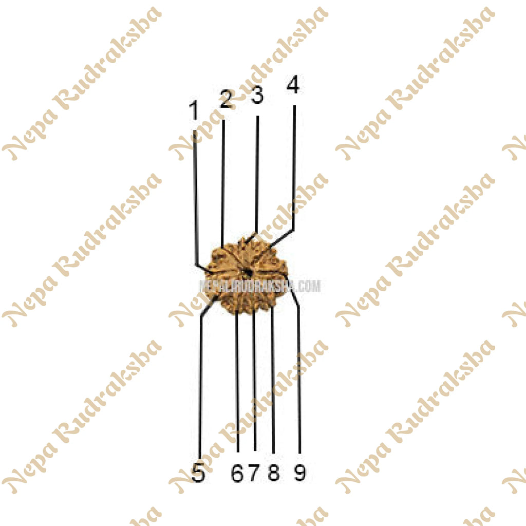 9 Mukhi (Medium) Rudraksha