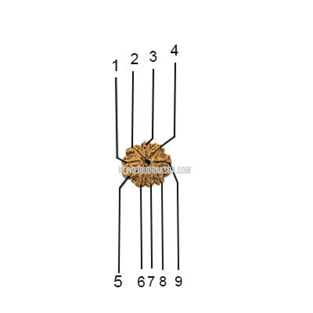 9 Mukhi (Medium) Rudraksha