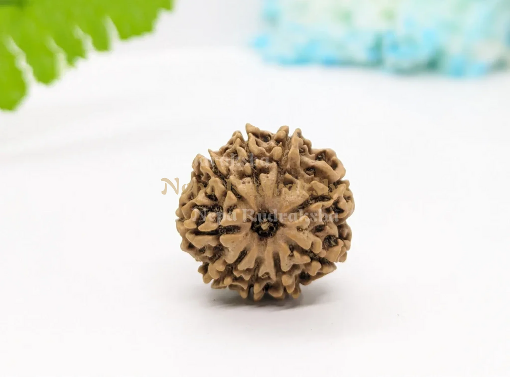 9 Mukhi (Medium) Rudraksha