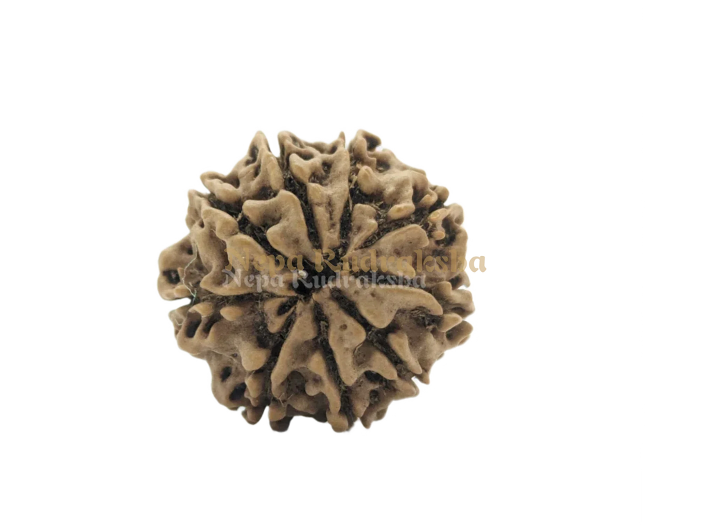 9 Mukhi (Medium) Rudraksha