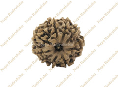 9 Mukhi (Medium) Rudraksha